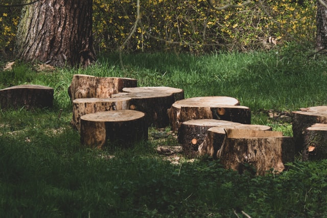 3 Ways To Create New Things From Old Trees